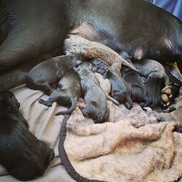 Cane Corso Puppies from Hardradas Dynasty Cane Corso