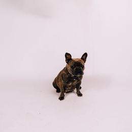 Dolly - French Bulldog