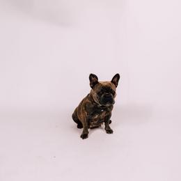 Dolly - French Bulldog