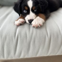 Miniature American Shepherd and Toy Australian Shepherd Puppies from Roeboat Aussies