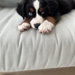 Miniature American Shepherd and Toy Australian Shepherd Puppies from Roeboat Aussies