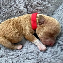 Mr. Red - Parti male Goldendoodle puppy in Valley Center, Kansas from The Goldendoodle Gal