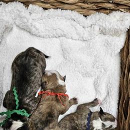 Alapaha Blue Blood Bulldog Puppies from F. F. Fox’SFarm of ALAPAHA BLUE BLOOD BULLDOGS