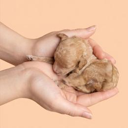 Golden Girl - Apricot female Goldendoodle puppy in Milton, Florida from Sutton Place Doodles