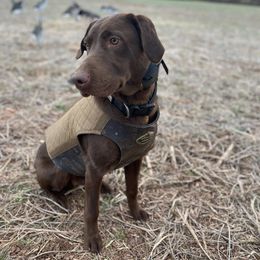 Labrador Retriever All Grown Up from Top Game Retrievers