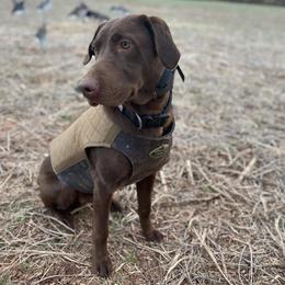 Labrador Retriever All Grown Up from Top Game Retrievers