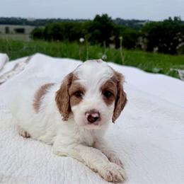 Puppy 5 - Apricot female Irish Doodle puppy in Bloomfield, Iowa from Schooley Doodles