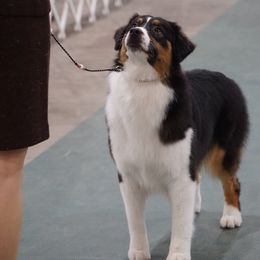 Australian Shepherd All Grown Up from Smokey Row Australian Shepherds