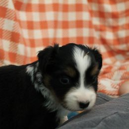 Boy 1 - Black Miniature American Shepherd puppy in Meadows Of Dan, Virginia from Nashira
