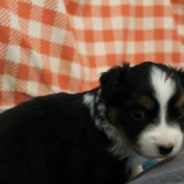 Boy 1 - Black Miniature American Shepherd puppy in Meadows Of Dan, Virginia from Nashira