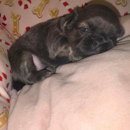 Juliet - Blue female Shih Tzu puppy in Lancaster, Ohio from Wandering Tzu