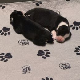 Boy - Black tri-color Australian Shepherd puppy in Beaverdam, Virginia from Cimmarun Farm Aussies