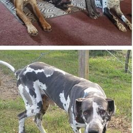 Great Danes from House of Henry Great Danes 2