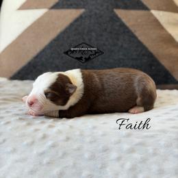 Faith - Red tri female Miniature Australian Shepherd puppy in Cody, Wyoming from Quartz Creek Aussies