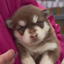Sophie - Chocolate female Pomsky puppy in Spring Hill, Florida from PDQ Pomskies