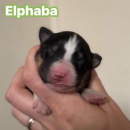 Elphaba - Black tri-color female Australian Shepherd puppy in Rapid River, Michigan from Echolight Australian Shepherds