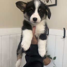 Arlo- standard coat male - Black and tan male Pembroke Welsh Corgi puppy in Red Bluff, California from Wilder Ranch Corgis