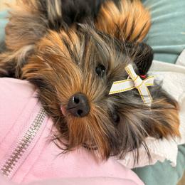 Pixie - Black and tan female Yorkshire Terrier puppy in Chicago, Illinois from Chicago Yorkies