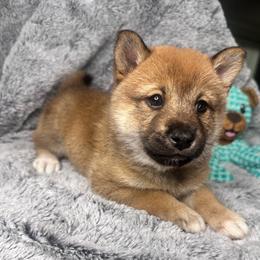 Annaly - light pink collar - Red female Shiba Inu puppy in Inverness, Florida from Shore Thing Shiba’s