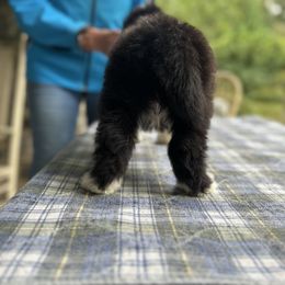 Bearded Collie and Border Collie Puppies from Beloved Bearded & Border Collies