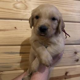 Waylon - Golden male Golden Retriever puppy in Hendersonville, North Carolina from Apple Country Retrievers