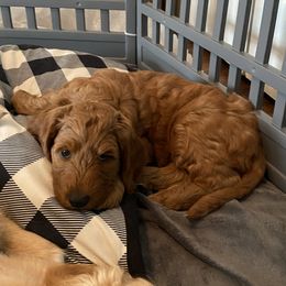 Goldendoodle Puppies from BB Doodles