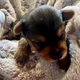 Pebbles - Black and gold female Yorkshire Terrier puppy in Crossville, Tennessee from Lil Britches Yorkies