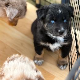 Jitter - Black tri-color male Australian Shepherd puppy in Coldwater, Michigan from Northern Star Australian Shepherds