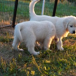 Golden Retriever Puppies from Tipsy Tails Ranch