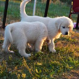 Golden Retriever Puppies from Tipsy Tails Ranch