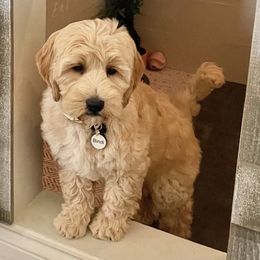 Australian Labradoodles from Crikey Australian Labradoodles