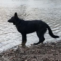 German Shepherds from Lindhalla German Shepherds