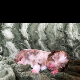 Australian Shepherd Puppies from Burdock Hill Australian Shepards