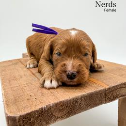 Nerds - Red  female Goldendoodle puppy in Sunman, Indiana from Brunsman Country Doodles LLC