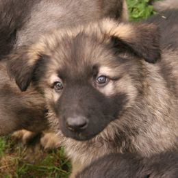 Shiloh Shepherd Puppies from Solace Shilohs
