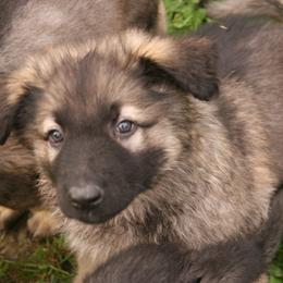 Shiloh Shepherd Puppies from Solace Shilohs