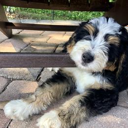 Bernedoodle Puppies from Central Florida Bernedoodles