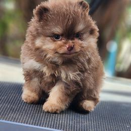 Pomeranian Puppies from POMS OF CBBK
