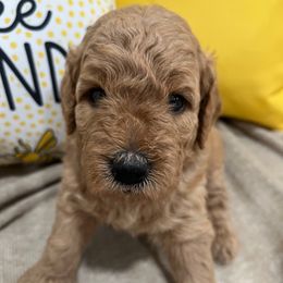 Female 3 - Apricot female Goldendoodle puppy in West Warwick, Rhode Island from Lil Rhody’s Goldendoodles