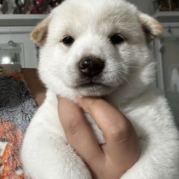Nami -wave - Cream female Shiba Inu puppy in Lehigh Acres, Florida from SWFL Happy Dogs