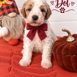 Princess Dot (Maroon) - Parti female Poodle puppy in Stuart Fl, Florida from Lincoln & Lady Co.