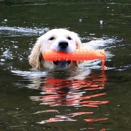Golden Retriever All Grown Up from Peyton Goldens