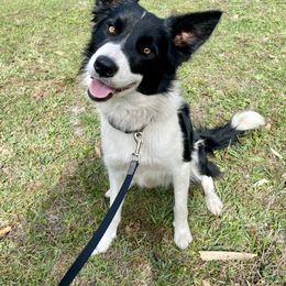 Border Collie Puppies from Manning BCs