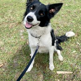 Border Collie Puppies from Manning BCs