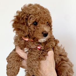 Pink Collar - Red Bernedoodle puppy in Peoria, Arizona from Baileys Ranch