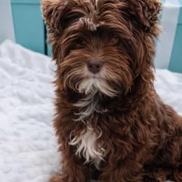 Coco - Yorkshire Terrier