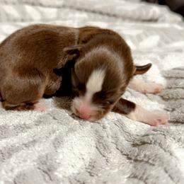 Izzy - Red tri female Miniature Australian Shepherd puppy in Dillwyn, Virginia from Sand Creek Toy and Mini aussies