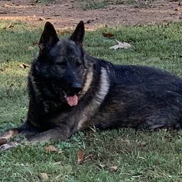 Sayso - German Shepherd