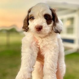 Cowley - Brown and white male Bernedoodle puppy in Sheridan, Wyoming from Big Horn Bernedoodles