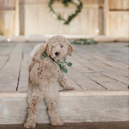 Goldendoodle Puppies from KandE Doodles